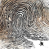 Nebelkraehe - Lebensweisen