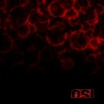 Cover von OSI - Blood OSI - Blood